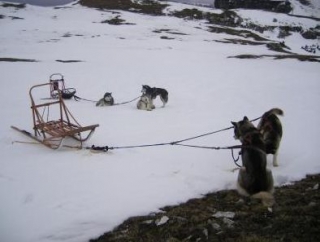  Mushing en el Vercors 